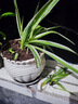 新品綠植金邊金心吊蘭濃香重瓣大花綠植花卉四季開花盆栽凈化空氣 紅吊蘭（當年開花） 曬單實拍圖