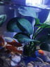 森森 超白玻璃小魚缸HWK-600P裸缸款水草缸金魚缸小型水族箱水草缸  曬單實拍圖