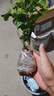 芭芽茉莉花苗盆栽帶花苞九里香老樁驅(qū)蚊水培梔子花卉綠植物室內(nèi)四季開 茉莉花6年苗4-6棵(無盆)+肥料 一盆 曬單實(shí)拍圖