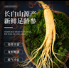 長白山人參新鮮粗根鮮人參8支+鹿茸+鎖陽+當歸+枸杞+靈芝+瑪咖，泡酒材料 曬單實拍圖