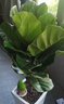 雅卉琴葉榕盆栽樹大圓葉植物易養(yǎng)室內(nèi)大型盆栽綠植 90-1米高1顆 曬單實(shí)拍圖