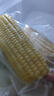 蓮山九鮮新鮮東北甜糯玉米棒黏粘糯苞米新鮮甜玉米真空包裝 250g*5支黃糯玉米 曬單實(shí)拍圖