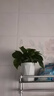 綠蘿盆栽室內植物新房家用吸除甲醛凈化空氣水培綠植花卉長(cháng)藤綠蘿 120#仿瓷菱形白盆自吸水【6盆】+10包肥 曬單實(shí)拍圖