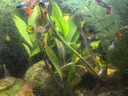 瘋狂水草（FKSC）真水草魚缸造景套餐凈化水質(zhì)懶人魚缸水草植物直接入缸蜈蚣草 丹麥榕【雙頭沉木】 曬單實拍圖