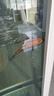中國(guó)紅冷水淡水觀賞魚(yú)錦鯉魚(yú)活魚(yú)金魚(yú)小型好養(yǎng)紅鯉魚(yú)純種小錦鯉 16-18CM黑白黃紅【龍鳳】各一條 曬單實(shí)拍圖