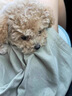 純種泰迪犬馬爾泰幼崽寵物狗狗茶杯犬黃白色香檳泰迪小型 寵物級(jí) 公 曬單實(shí)拍圖