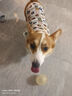 Lanswood 狗狗衣服夏季小型犬寵物柯基衣服薄款泰迪小狗夏日狗背心防掉毛 卡通小熊【背心款】 L 建議22-28斤 曬單實(shí)拍圖