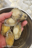 免清理 新鮮鮑魚(yú)肉速凍 去牙去殼鮮活鮑魚(yú)現(xiàn)剝新鮮鮑魚(yú)肉商用 三去新鮮鮑魚(yú)肉400g/包（22-26只） 曬單實(shí)拍圖