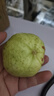 閩南芭樂漳州白心芭樂番石榴脆甜清爽現(xiàn)摘現(xiàn)發(fā)水果 榨番石榴汁 帶箱2斤裝（單果150-200g） 曬單實(shí)拍圖