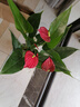 水培紅掌盆栽帶花一帆風(fēng)順花卉植物室內(nèi)好養(yǎng)綠植鴻運當頭四季開花 特價紅掌1-3花（原盆） 曬單實拍圖