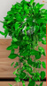 雙盟綠蘿盆栽除甲醛綠植辦公室新房凈化空氣180自吸水16盆裝源頭直發(fā) 曬單實拍圖