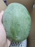 【新鮮上市】正宗攀枝花凱特芒果新鮮水果 帶箱2斤200g+ 曬單實拍圖