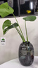 開背龜背竹水培室內(nèi)客廳綠植盆栽四季好養(yǎng)辦公室桌面水養(yǎng)植物花卉 精品龜背竹+橢圓灰晶瓶+卡片 整體（高50-60cm）（帶吊卡） 曬單實拍圖