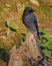 黑尾卷鳥(niǎo)食開(kāi)口鳥(niǎo)飼料灰燕伯勞提性壯膘靚羽幼鳥(niǎo)高歌混合營(yíng)養(yǎng)鳥(niǎo)糧 一袋【黑尾卷鳥(niǎo)食】體驗(yàn)裝 曬單實(shí)拍圖