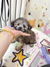 泰迪幼犬純種灰泰迪貴賓犬茶杯犬長不大小體狗小型犬活體狗寵物狗 寵物級(jí) 灰泰迪 公 曬單實(shí)拍圖