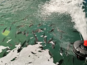 溫特雷特魚(yú)塘增氧機全自動(dòng)智能增氧機大功率增氧泵魚(yú)塘打氧機養魚(yú)氧氣泵 【適合0.6畝】550瓦+10米電線(xiàn) 曬單實(shí)拍圖
