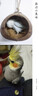 高能鸚鵡玄鳳小太陽鳥糧瓜子加納利子紅黃谷子帶殼虎皮牡丹飼料獎勵零食 500g 黃谷子 曬單實(shí)拍圖