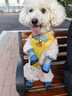 智宙 狗狗牽引繩比熊胸背帶柯基手拎中小型犬手提遛背心寵物用品泰迪 PCV 黃色牽引背心 M 【14-28斤寵物適用】 曬單實(shí)拍圖