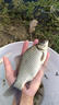 水帝日本進(jìn)口釣魚(yú)線(xiàn)500米魚(yú)線(xiàn)主線(xiàn)子線(xiàn)尼龍超強拉力臺釣海竿路亞 酒紅色 0.8 曬單實(shí)拍圖