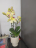 京東鮮花蝴蝶蘭盆栽帶花苞綠植鮮花花卉客廳辦公室裝飾擺件送長(zhǎng)輩源頭直發(fā) 曬單實(shí)拍圖