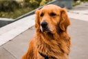 雷米高（RAMICAL）狗糧雞肉全價犬糧泰迪比熊拉布拉多金毛益消肉果犬糧2.5kg 曬單實拍圖