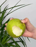 果農(nóng)俠果農(nóng)俠  四川廣元蒼溪翠冠梨雪梨特產(chǎn)當季水果雪梨青皮香甜梨 大果5斤【普通快遞】 曬單實拍圖