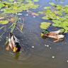 3M掛鉤免打孔超強粘力強力承重粘鉤無(wú)痕釘門(mén)后貼鉤免釘衣服鉤子粘膠 【共6個(gè)】中號掛鉤(承重1.36kg) 曬單實(shí)拍圖