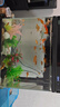 觀賞魚草金魚苗養(yǎng)不死金魚小活魚小寵物好養(yǎng)耐活養(yǎng)不死的金魚包活 吉祥如意-5到7cm草金20條 年年有余 財運亨通】隨機送魚食 曬單實拍圖