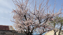 香百年（CARORI）車(chē)載香水汽車(chē)香薰擺件800香水座車(chē)內(nèi)除異味精油補(bǔ)充液飾品 補(bǔ)充液（邂逅） 曬單實(shí)拍圖