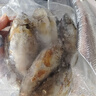 桂之海 桂（GUIZHIHAI）廣西北海泥猛魚(yú)新鮮海捕深海魚(yú)速凍檸檬魚(yú)冰鮮苦提斑魚(yú)臭肚魚(yú)順豐 泥猛魚(yú)原條單凍 4斤（24-30條） 曬單實(shí)拍圖