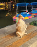 滋益巔峰（ZIWI）4kg馬鮫魚羊肉無谷風(fēng)干狗糧主干糧成犬幼犬（最近效期25年12月） 曬單實(shí)拍圖
