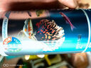 森森孔雀魚飼料魚食小顆粒YSL-21熱帶魚飼料觀賞小型魚飼料燈科魚魚糧 曬單實(shí)拍圖