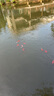 吉品鴻 通用金魚(yú)糧觀賞魚(yú)飼料冷水魚(yú)池塘魚(yú)食 0.1CM小顆粒600克好禮 曬單實(shí)拍圖