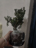 嗨綠黃楊老樁盆景樹苗雀舌皺皮造型小葉盆栽綠植室內(nèi)客廳好養(yǎng)樹樁植物 精品老樁黃楊+紫砂盆+白馬底座 曬單實(shí)拍圖