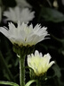 索尼（SONY） FE 70-200mmF2.8 GM OSS 2代 G大師 大三元鏡頭 70-200 打鳥(niǎo) 抓拍 運動(dòng) SEL70200GM2贈尼克斯77UV 進(jìn)階套餐 曬單實(shí)拍圖