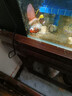 ?？麩晒饩G紅?？汉骶G地毯小丑魚共生?？涹w魚缸奶嘴 紫頭奶嘴5cm左右 曬單實拍圖