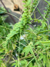 樂(lè )福（LEFU）廚房秤電子秤精準到0.1克 克秤稱(chēng)重食物秤家用智能營(yíng)養秤 咖啡烘焙 藍牙APP連接食物熱量可查詢(xún) 曬單實(shí)拍圖
