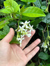 兔頭媽媽奧拉氟兒童牙膏1-3-12歲 【3-12歲】蜜桃味50g 曬單實(shí)拍圖