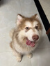 麥富迪 狗糧 凍干雙拼鮮肉糧小型犬中大型犬成幼犬通用全價(jià)寵物犬糧 【熱銷】鮮雞肉益生元|通用犬2kg 曬單實(shí)拍圖