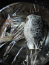 藍雪 冷凍三文魚頭400g  ASC認證可煲湯燒烤營養(yǎng)燉湯食材魚類海鮮水產 曬單實拍圖