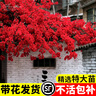 臨雅三角梅花樹苗盆栽帶花老樁特大苗漳紅櫻室內(nèi)陽(yáng)臺(tái)高端爬藤四季開花 【中國(guó)紅】大苗約45-50cm 曬單實(shí)拍圖