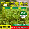 花大師青苔水苔蝴蝶蘭專用土干苔蘚蘭花營(yíng)養(yǎng)土植料盆栽鋪面天然種植透氣 特優(yōu)青苔200g 長(zhǎng)絨苔蘚 散開12升 曬單實(shí)拍圖