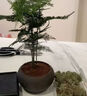 貴秘書【精品】文竹盆栽植物室內(nèi)凈化空氣辦公室綠植花卉盆栽盆景小盆栽 老樁翠綠文竹+紫沙舍得盆+青苔+方底座 曬單實拍圖