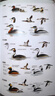 （贈鳥(niǎo)類(lèi)貼紙）中國國家地理觀(guān)鳥(niǎo)寶典（鳥(niǎo)類(lèi)行為圖鑒+中國鳥(niǎo)類(lèi)觀(guān)察手冊）兩冊套裝 鳥(niǎo)類(lèi)百科全書(shū)科普圖鑒 曬單實(shí)拍圖