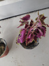 彩葉草凈化空氣喜陽耐曬綠植庭院陽臺花好看好養(yǎng)五彩蘇觀葉盆栽 金邊彩葉草原盆2盆 曬單實拍圖