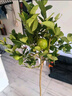 香水檸檬樹苗盆栽可結(jié)果樹苗大型綠植室內(nèi)客廳四季好養(yǎng)植物 檸檬樹1-1.2米+原盆 曬單實(shí)拍圖