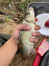 木允瑤神經(jīng)誘導素黑坑野釣釣魚(yú)小藥添加劑餌料鯽魚(yú)鯉魚(yú)噴霧開(kāi)口劑誘魚(yú)劑 誘導素100ml【1瓶】 適合所有餌料窩料添加 曬單實(shí)拍圖