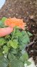 瑞典女王月季夏季耐曬灌木月季帶花苞四季開(kāi)花玫瑰大苗陽(yáng)臺(tái)庭院 艾莎+果汁+女王+奶油龍沙四顆原盆原土發(fā)貨 曬單實(shí)拍圖
