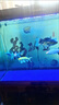 亞甲基藍(lán)魚藥水族箱魚缸消毒殺菌觀賞魚錦鯉白點(diǎn)爛身爛尾專用魚藥 500ml/瓶【6瓶】送量杯 曬單實(shí)拍圖