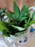 植男植女水培開背龜背竹盆栽客廳室內辦公室桌面植物好養(yǎng)2株無瓶3源頭直發(fā) 曬單實拍圖